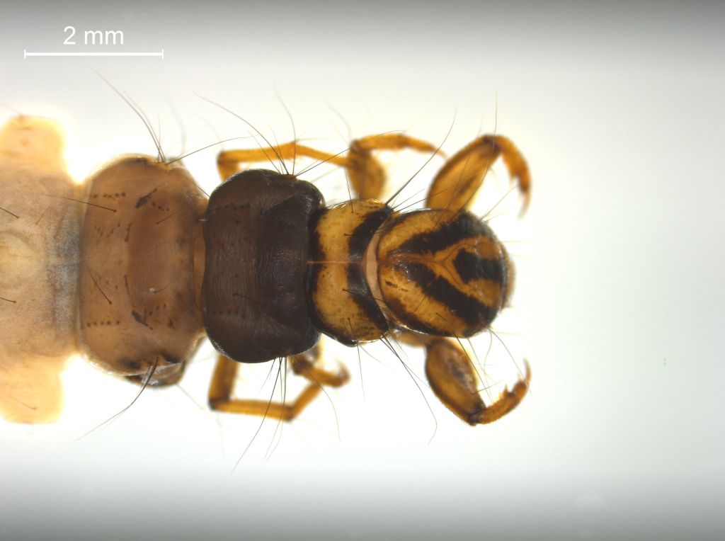 Agrypnia varia